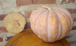 Ferme de Cernunnos - Courge Futsu Black