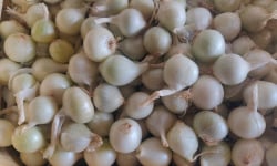 Ferme de la ville basse - Oignon blanc Bio