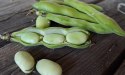Les Jardins de Gérard - Fève Bio - 1 kg