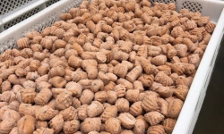 Lioravi, l'authentique pâte fraîche ! - [Précommande] Gnocchis Tomate Bio à poêler - 1kg