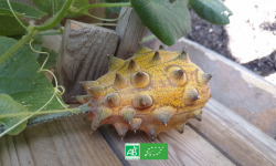 LES JARDINS DE KARINE - Kiwano/Concombre africain