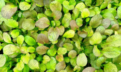 Nature et Saveurs - Ferme Aquaponique et Permacole Astérienne - Mesclun gastronomique — Tatsoï Métissé (Jeunes Feuilles)