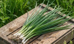 Nature et Saveurs - Ferme Aquaponique et Permacole Astérienne - Oignon Jeune — Ciboule & Cébette du Périgord