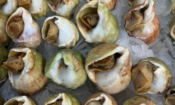 L'atelier des poissonniers - BULOTS