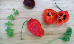 HERBA HUMANA - Piment Rocotto Rouge - 17g