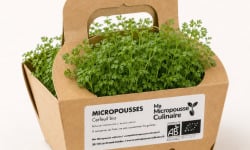 Ma Micropousse culinaire - Micro-pousses de cerfeuil bio – 4 barquettes