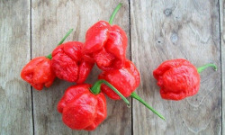 HERBA HUMANA - Piment frais trinidad Scorpion Rouge 60g