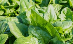 Maréchal Fraicheur - Epinards - 1 kg