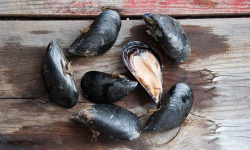 Camargue Coquillages - Très Grosses Moules de Camargue - 1kg