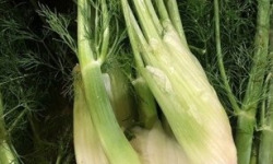 ChâteauFer - Fenouil en botte 500g 2 achetés = 1 offerte