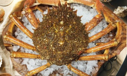 Famille Guezel - Araignée de Mer Vivante 1kg-1,2kg