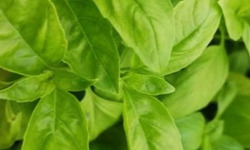 Mon Petit Producteur - Basilic vert bio en botte