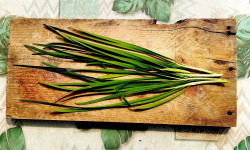 Nature et Saveurs - Ferme Aquaponique et Permacole Astérienne - Ciboulette de Chine – La finesse aromatique asiatique