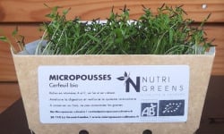 Ma Micropousse culinaire - Micro-pousses de cerfeuil Bio 4 barquettes