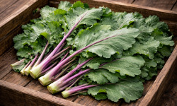 Nature et Saveurs - Ferme Aquaponique et Permacole Astérienne - Feuilles de chou-rave – fraîches, non traitées, polyvalentes