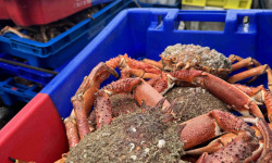 Armement Providence - En direct du bateau - Araignée de mer vivante - MOYENNE 1kg /1,2 kg