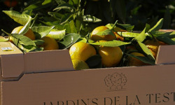 Jardins de la Testa - Clémentine 5kg + 1 confiture