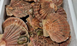 Saint Kerber - Cancale - Coquilles Saint Jacques de Saint Malo 6kg