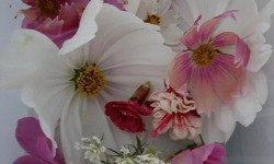 Rébecca les Jolies Fleurs - Grandes fleurs comestibles