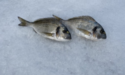 Pêcheur Toni  Micheau - Daurades Royales Sauvages De Méditerranée - 500g (2 Pièces)