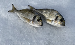 Pêcheur Toni  Micheau - Daurades Royales Sauvages De Méditerranée - 700g (2 Pièces)