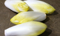 Nature et Saveurs - Ferme Aquaponique et Permacole Astérienne - Endive First Lady – croquant délicat et amertume maîtrisée