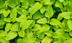 Nature et Saveurs - Ferme Aquaponique et Permacole Astérienne - Mélisse citronnée — Bouquet frais