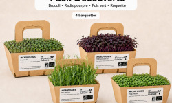Ma Micropousse culinaire - Micro-pousses bio – Pack Découverte – Brocoli, radis pourpre, pois vert & roquette – 4 barquettes