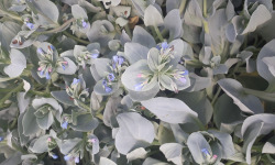 Maison Argentain - Mertansia Maritima (Plante à huître) - 70g
