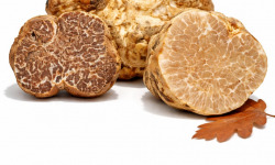 Truffes des Roches - Truffe Blanche Borchii (Italie) 100g