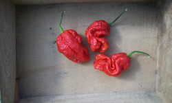 HERBA HUMANA - Piment frais frais Carolina Reaper - 60g