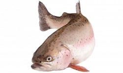 Ma poissonnière - Truite rose portion lot de 1kg