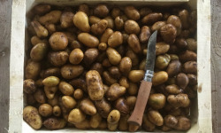 Nature et Saveurs - Ferme Aquaponique et Permacole Astérienne - Pommes de Terre Grenaille