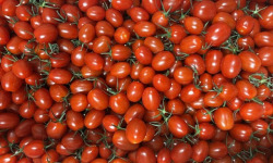 Agriloops - Tomates cerises allongées – Poly 2 kg