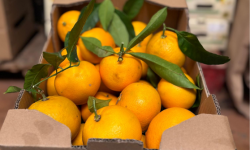 Les Hespérides - Coopérative de la Riviera Française - Orange gros calibre 5kg