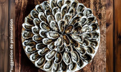 Ocean Frais - Huitres Charente Maritime Fine de claire - Colis n°3 x48