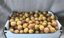 La Ferme des Prun'Elles - [Précommande] Mirabelles origine Lorraine - 2,5 kg