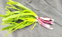 Nature et Saveurs - Ferme Aquaponique et Permacole Astérienne - Oignon Jeune Rouge