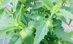 Maison Argentain - Agastache - 70g