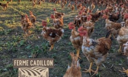 Ferme Cadillon - Lot de 5 poulets fermiers jaunes Label Rouge – Mâles – 100 jours – Environ 2 kg pièce