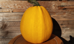 Ferme de Cernunnos - Courge d'Halloween