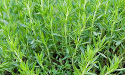 Nature et Saveurs - Ferme Aquaponique et Permacole Astérienne - Estragon de Russie frais – Bouquet généreux et parfumé