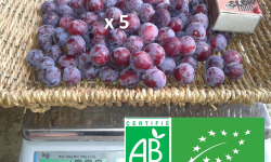LES JARDINS DE KARINE - Prune Damas - 5kg