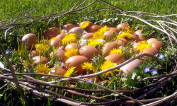 Ferme Sinsac - Oeufs fermier en plateaux de 30 oeufs (M)