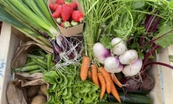 Le Potager de Sainte-Hélène - Panier de légumes bio de saison - 10kg