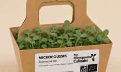 Ma Micropousse culinaire - Micro-pousses bio de bourrache – 16 barquettes