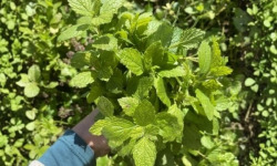 La Cabane à plantes - Bouquet de Mélisse fraîche