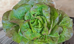 Les Jardins de Gérard - Lot de 2 salades Rougette Bio