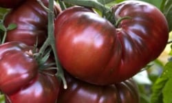 Maréchal Fraicheur - Tomates noire de crimée - 1 kg