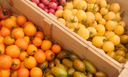 Nature et Saveurs - Ferme Aquaponique et Permacole Astérienne - Tomates Petites Gourmandes en Mélange
